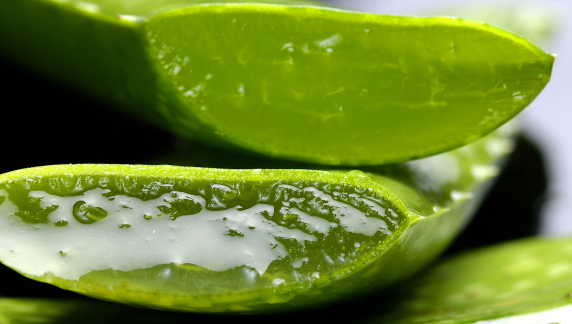 Aloe vera: quali sono le sue proprietà benefiche?